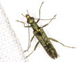 Oedemera lurida